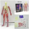 QS-624 modello di busto umano da 32cm con muscolo