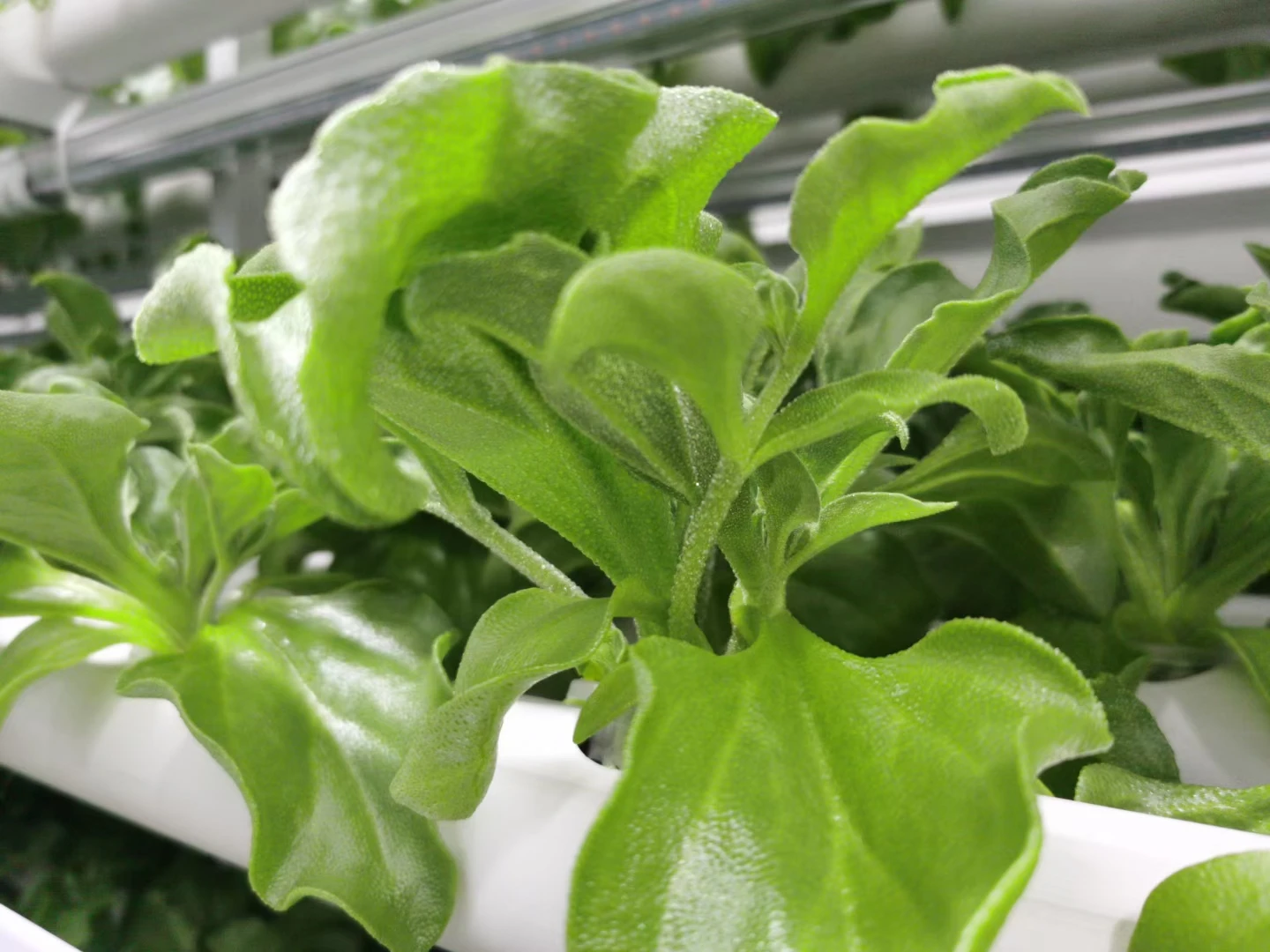 hydroponic net cups