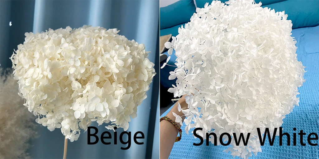 Wholesale Dry Hydrangea Dried Flowers Big Cream Preserved Plants
