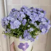 Fleur violette danoise à double pétales
