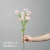 Camomille simple 30 têtes - rose