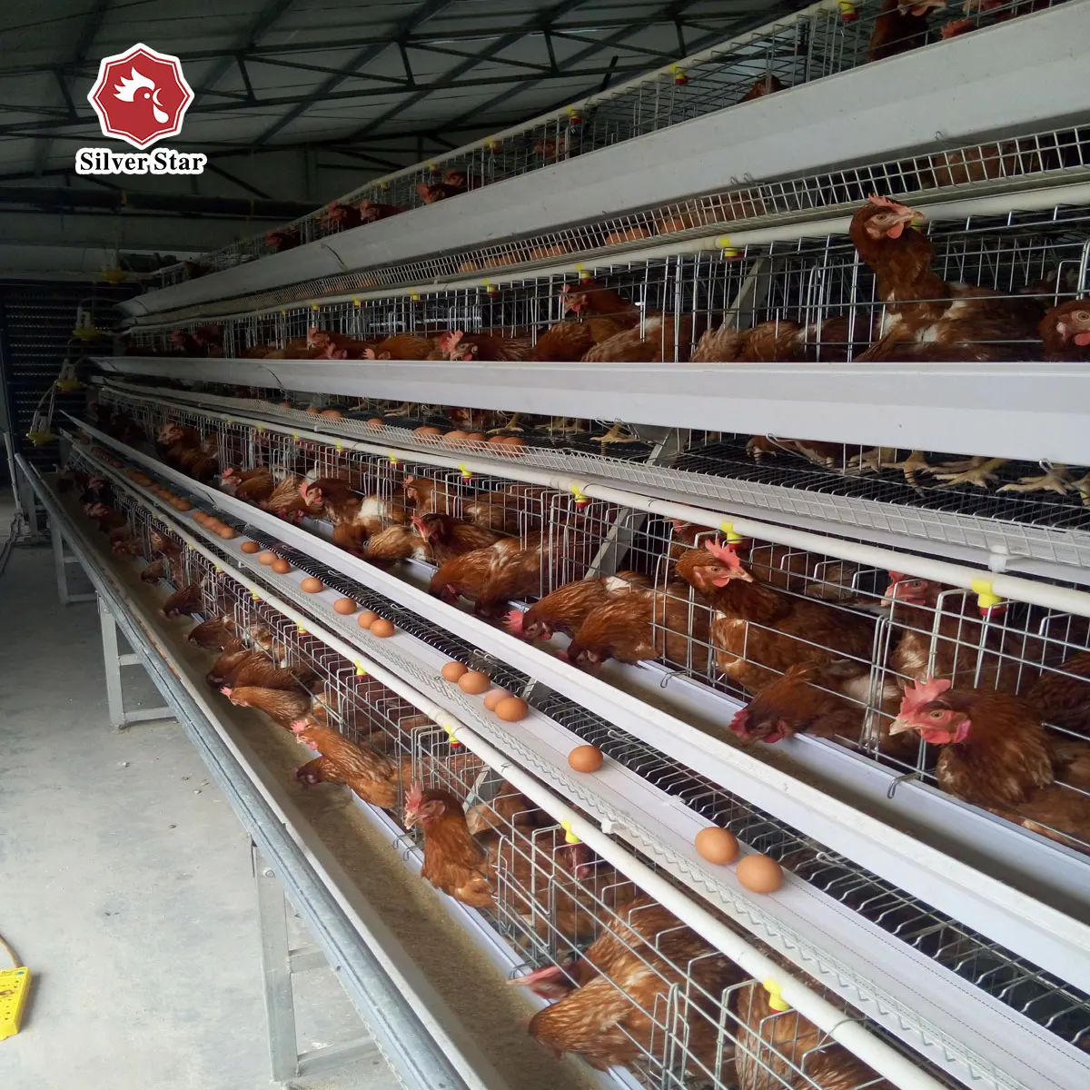 Layer Chicken Coop Design for Modern Uganda Farms