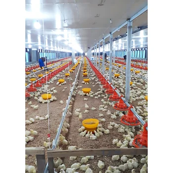Automatic Poultry Farming Equipment Raising Broiler Chickens Manufacturers