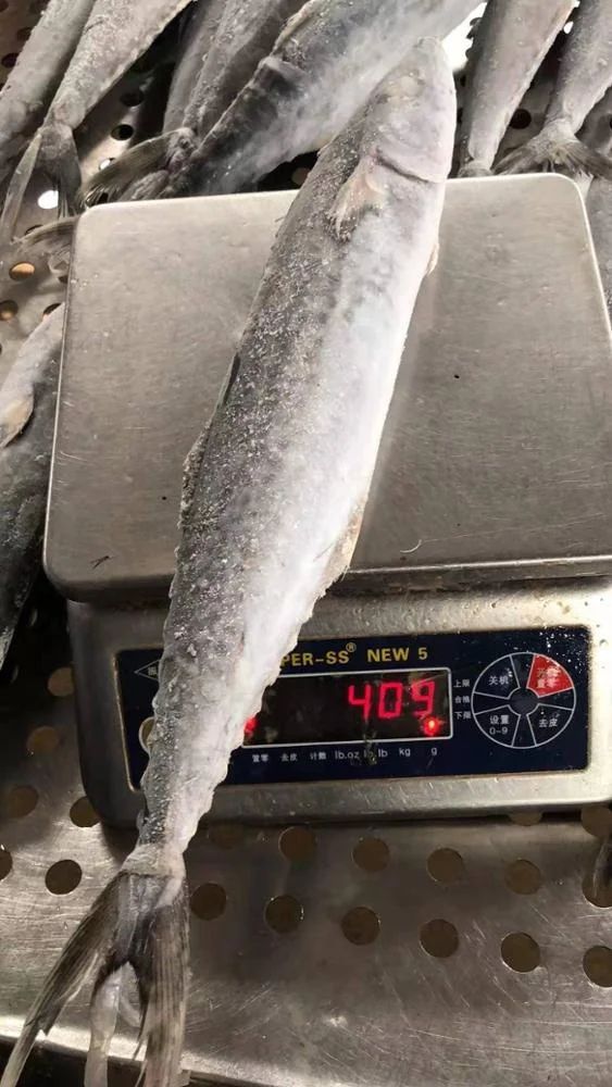 Замороженная испанская скумбрия IQF Scomberomorus Niphonius King Fish