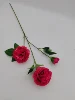 Rosa madeira