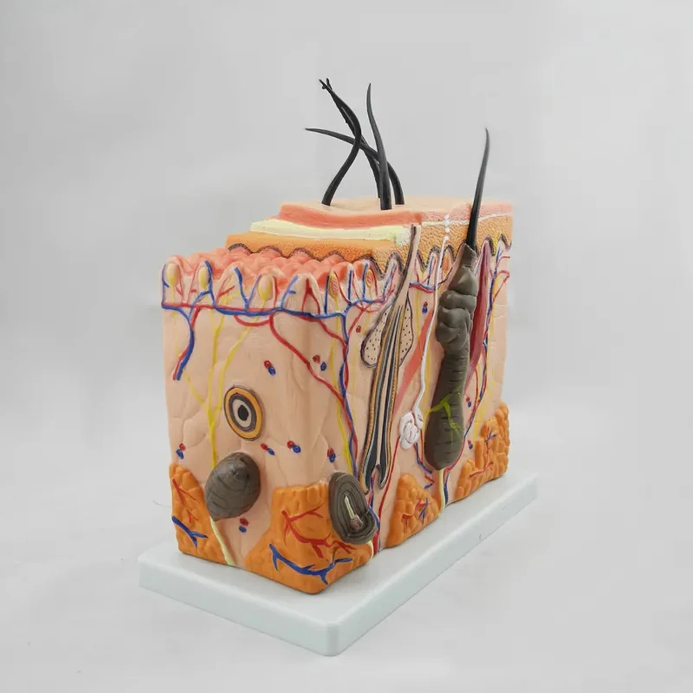 Skin Layer Block Tissue Structure Anatomy Hair Follicle 35X