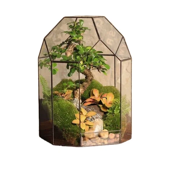 japan bonsai tree Gorgeous Juniper Bonsai