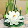 White Eva lotus flower [Leaves approximately 18cm]