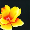 as the picture