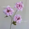 French roses