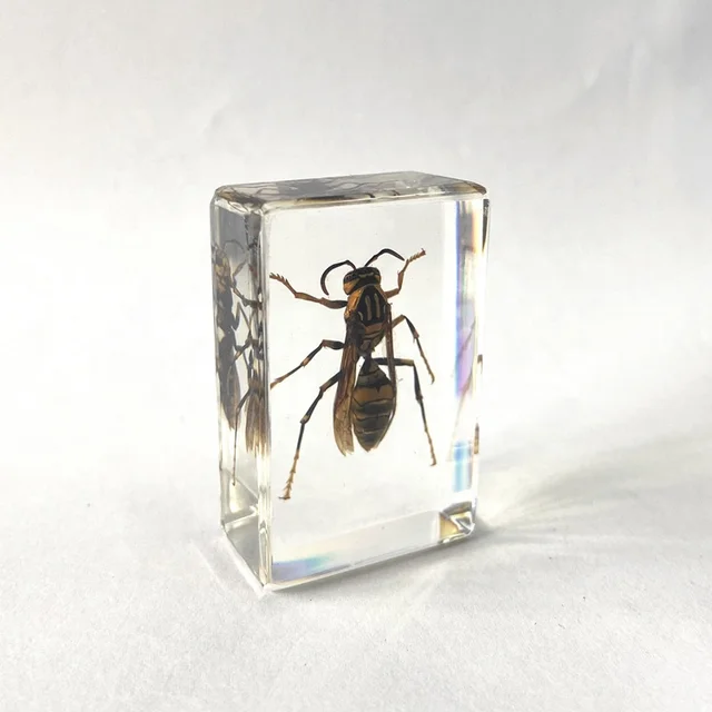 Insect Taxidermy Transparent Crystal Wall Decor Yellow Jackets Paperweight for Exhibition