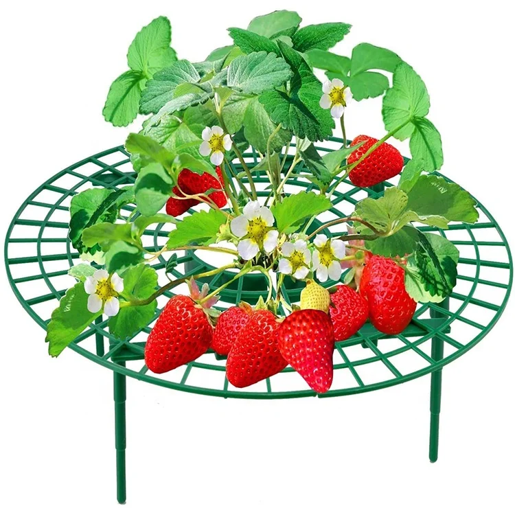 Strawberry Supports With Legs Plastic Strawberry Display Racks For 