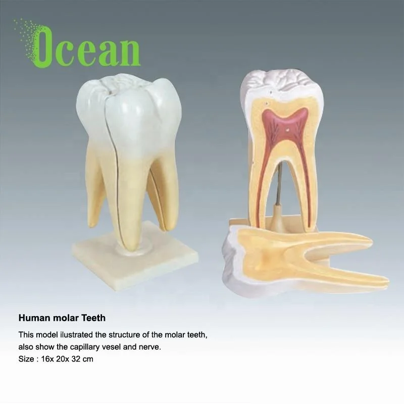 Medical Model teeth with tough and brush model Tooth teaching  model