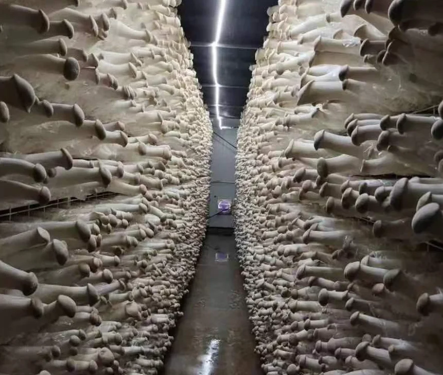 100% чистый сырой Pleurotus eryngii сухой гриб, Китай, высушенный стебель устриц
