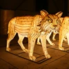 linterna de lince