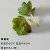 Franthemum (ใบแอปเปิ้ล)