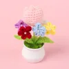 Myosotis sylvatica plante en pot-Tulipe rose