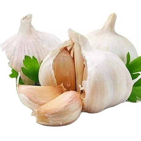 fresh garlic fresh garlic normal white garlic fresh crop