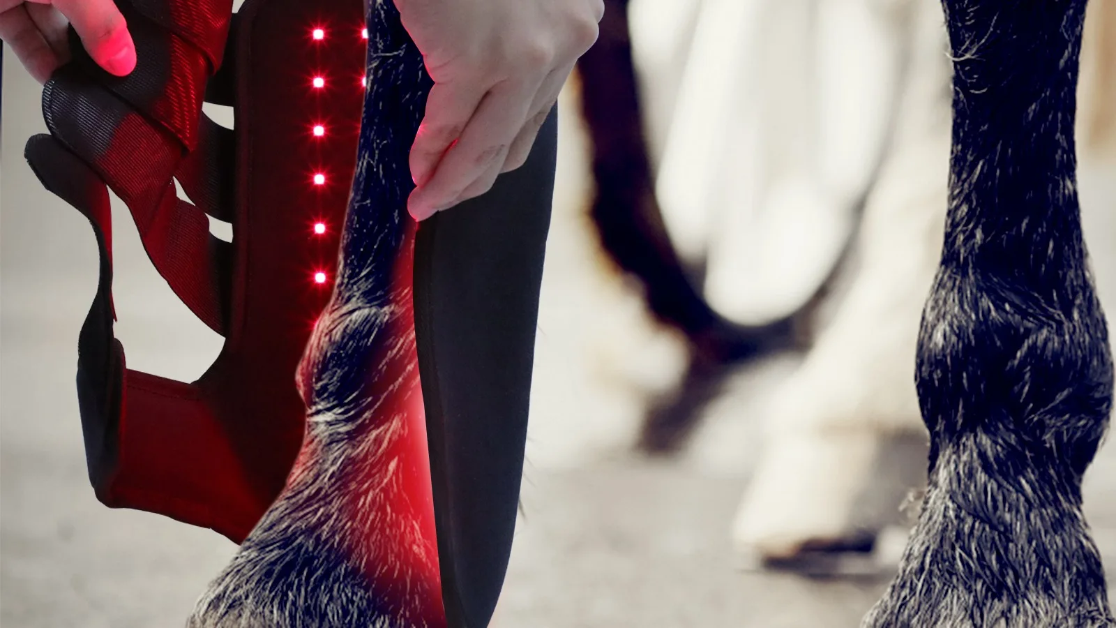 Anredar Equine Therapy Light Horses Red Near Infrared Therapy Lamp For