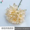 Hortensia monoclonal MYT Champagne