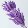 Pourpre