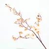 Champagne orchidea danzante