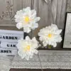 Y-Hibiscus Peony-Champagne