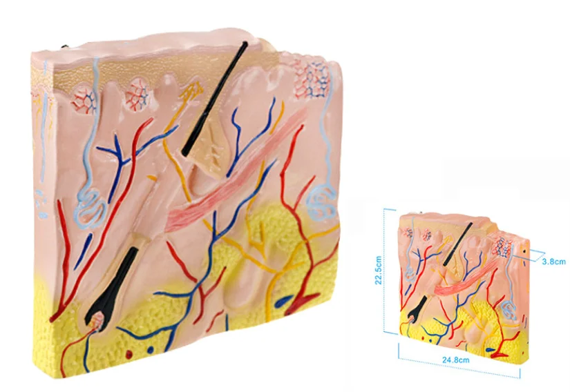 Высококачественная модель кожи усовершенствованная медицинская хирургическая для обучения человеку слой анатомическая