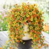 Naranja Amarillo