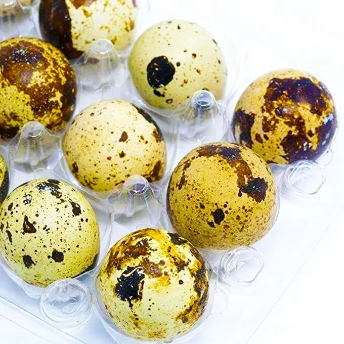 pet rectangle factory price cheaper clear quail egg carton