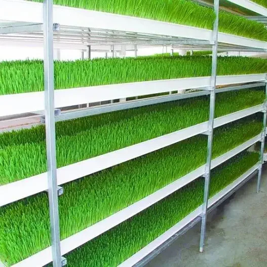 fodder system for sale