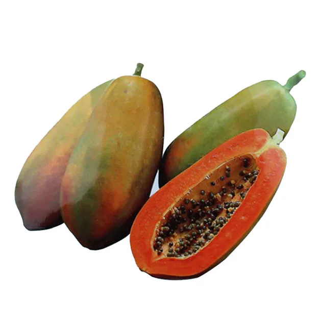 Naturix Sample Packet Taiwan Red Lady F1 Papaya Seeds Buy Red Lady Papaya Seeds Hybrid Seeds For Sale Tohum Samen Semillas Fruit Seeds Papaya Red Lady Seeds Red Lady Papaya Seeds 786 Graines