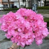 Rose foncé