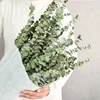 Eucalipto verde