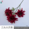 Three-headed Giant Claw Chrysanthemum XH Wine Red