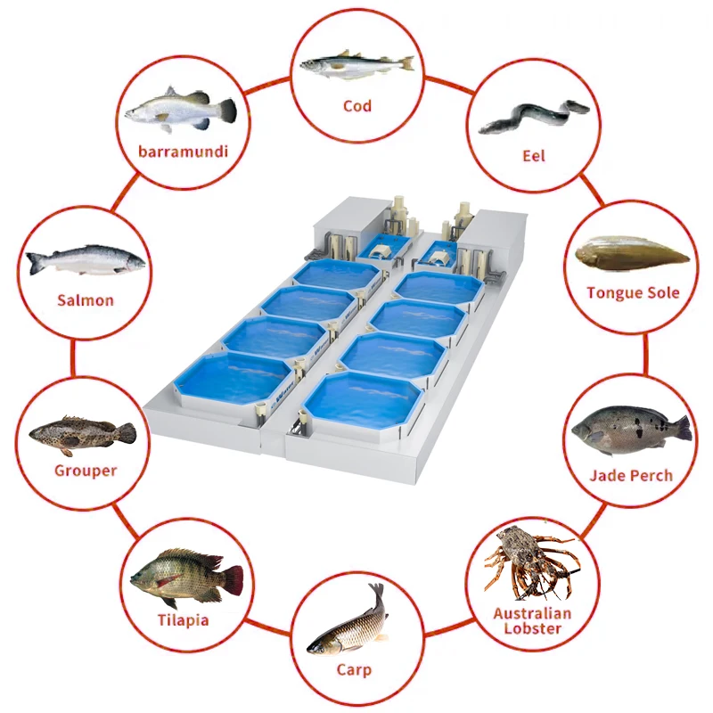 ການລ້ຽງປາ Pisciculture Trout Incubator Shrimp System RAS