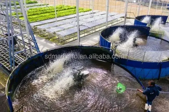 Fish Farming Tanks for Commercial Aquaponics System Hydroponic Agriculture  Fish Breeding Pool