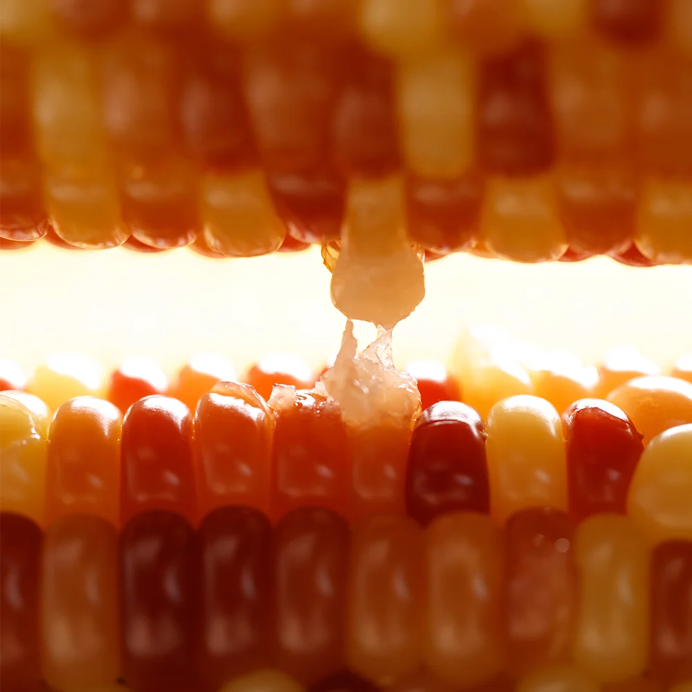 Boiled Ready to Eat Corn Maize Waxy Corn