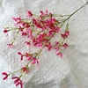 rosa rosa