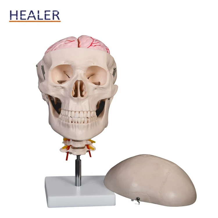 Mô hình xương hộp sọ người
