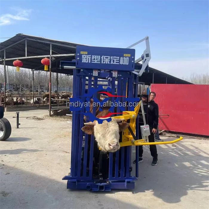 Galvanized Cattle Yard Vet Squeeze Cattle Crush With Cattle Bucking Chute Buy Galvanized