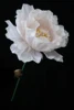 as picture