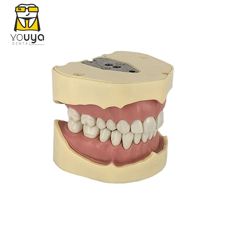 Немецкий съемный зуб FRASACO, модель 28 зубьев, сменная модель для практики