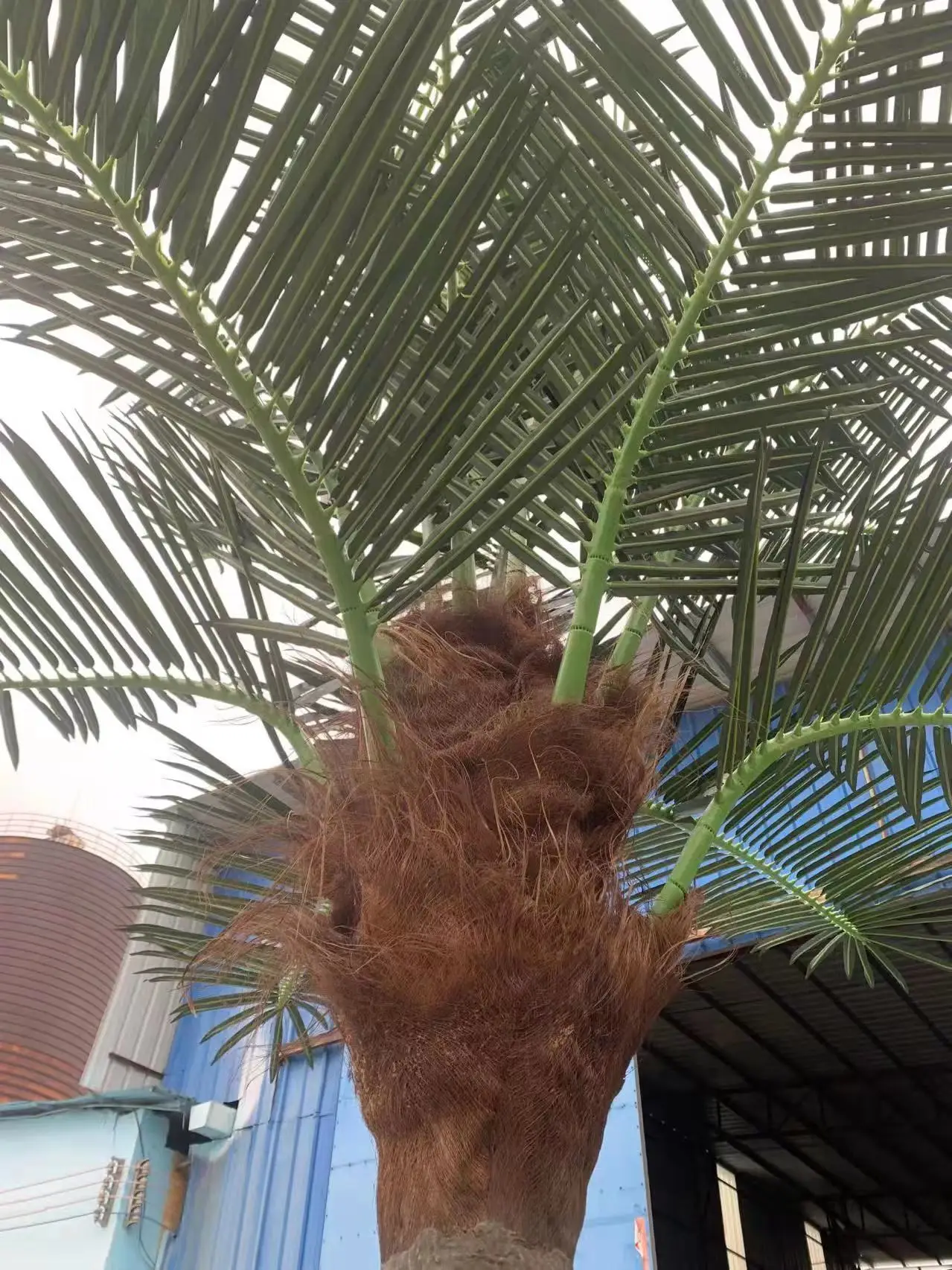 Wholesale Decorative Plastic Simulation Coconut Tropical 10 Feet Tree