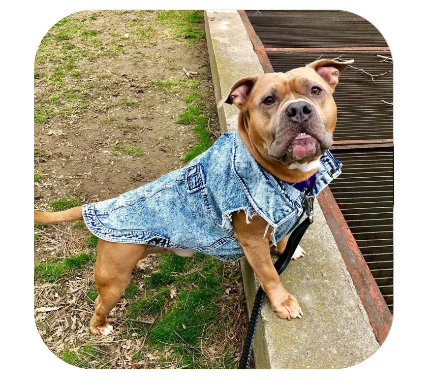 Chewy V Denim Dog Jacket  Trendy Outerwear for Your Pet