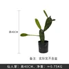 Cactus-40 cm sin maceta