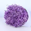 Viola chiaro