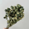 Múltiples cabezas verde oscuro - 10 cabezas de flor - 15 cm