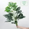 24 feuilles de tortue détachées