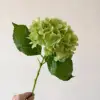 Vert foncé